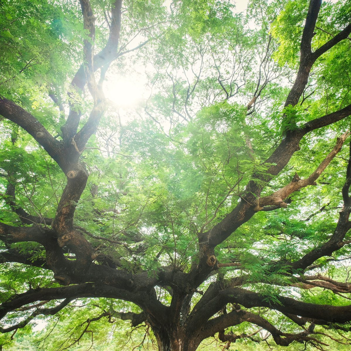 holistic psychiatry