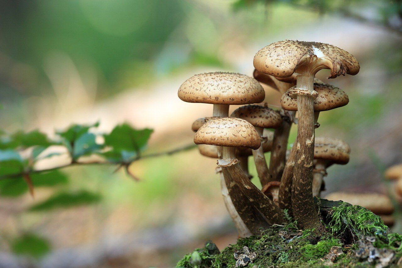 Mushrooms growing on the dark and damp forest floor.